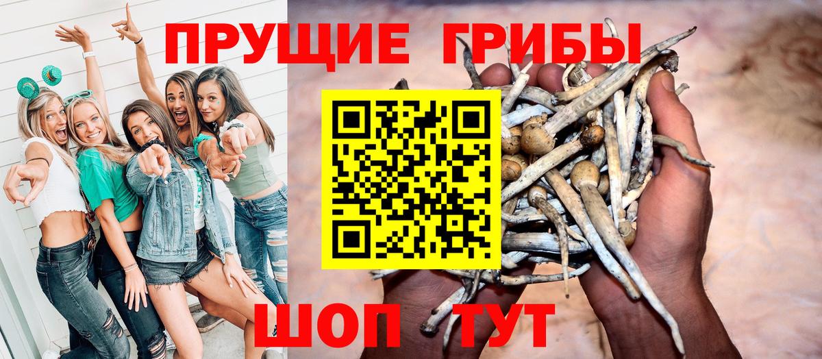 Галлюциногенные грибы Psilocybe Сыктывкар