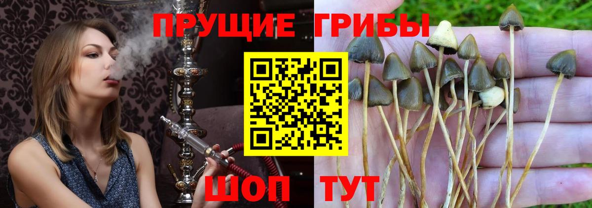 Псилоцибиновые грибы прущие грибы  наркошоп  Сыктывкар  Вход с VPN 